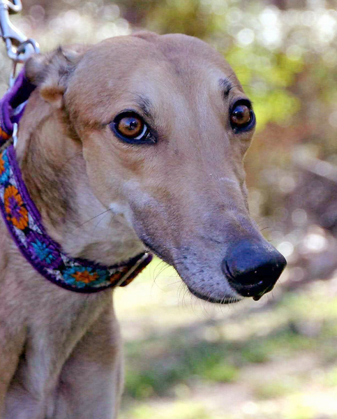 Atascocita Kone